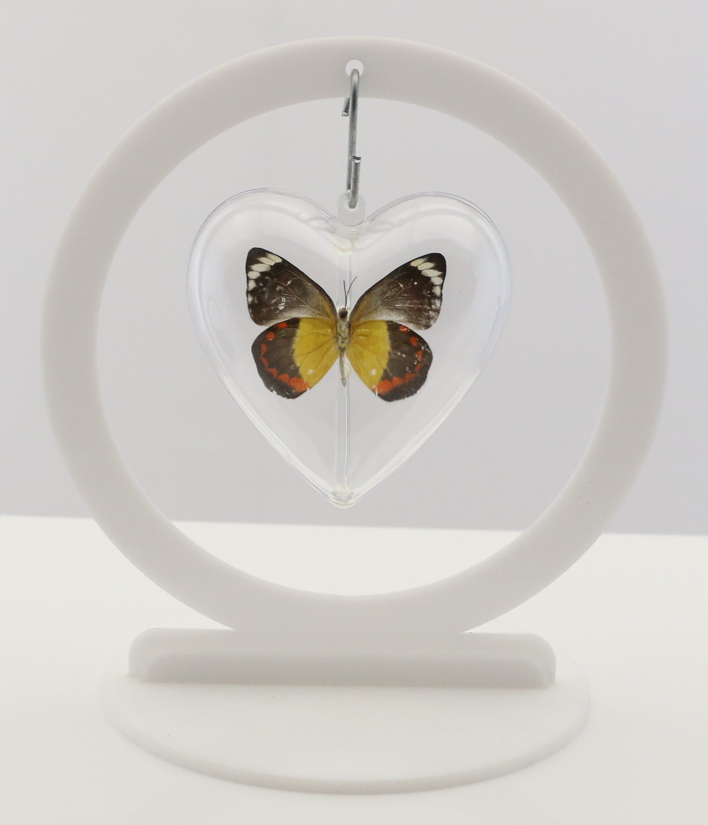 750700 - Butterfly Bubble - Sm. - Heart Shape - Timor Jezebel Butterfly