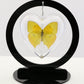 750800 - Butterfly Bubble - Med. - Heart Shape - Tailed Sulphur Butterfly