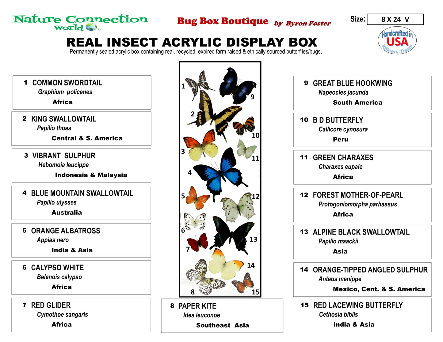 9082402 - Real Butterfly Acrylic Display Box - 8" X 24" - 15 Butterfly Wave