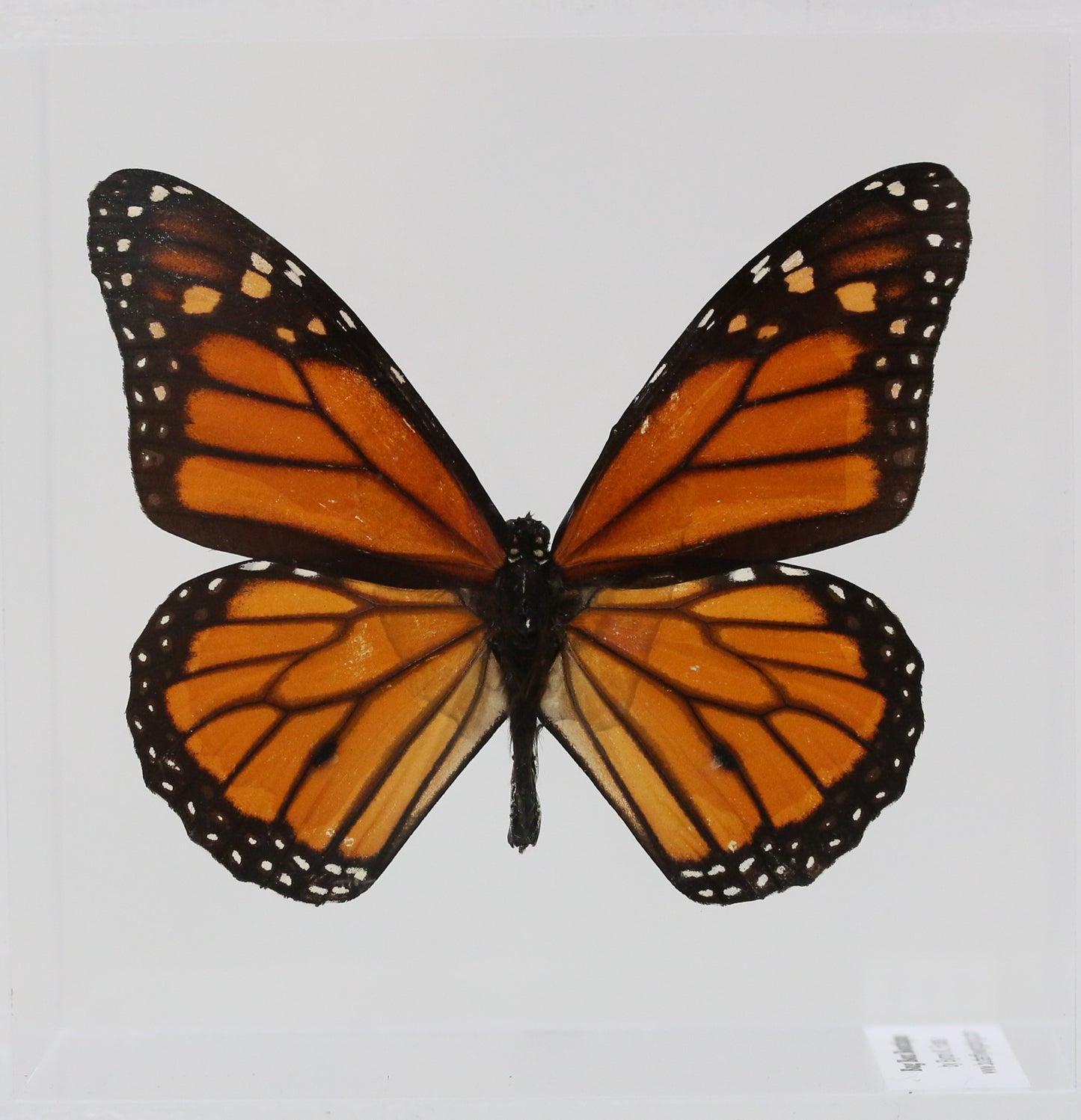 9050502 - Real Butterfly Acrylic Display Box - 5"X5" - Monarch Butterfly (Danaus plexippus)