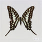 9040409 - Real Butterfly Acrylic Display Box - Common Swordtail Butterfly (Graphium policenes)
