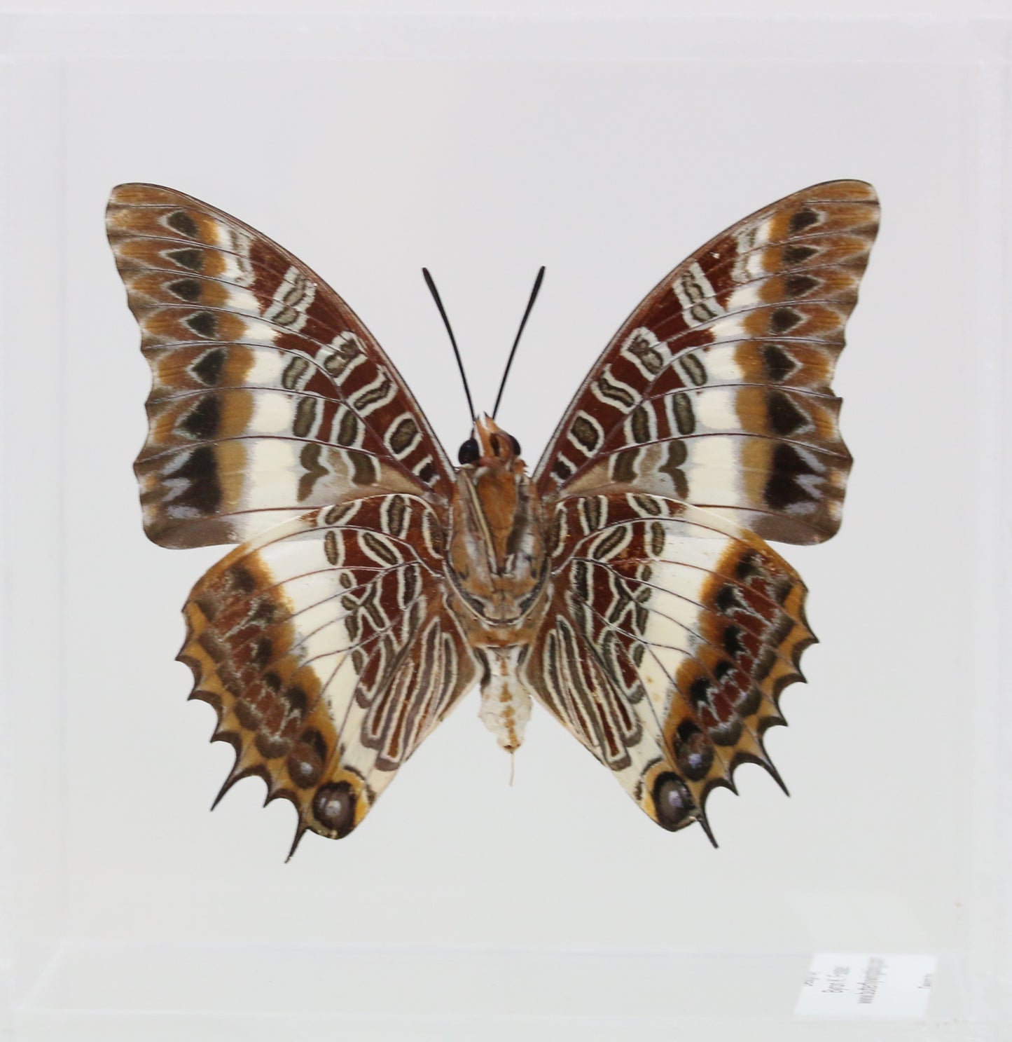 9050516 - Real Butterfly Acrylic Display Box - 5"X5" - White-Barred Emperor Butterfly (Charaxes brutus) - Ventral