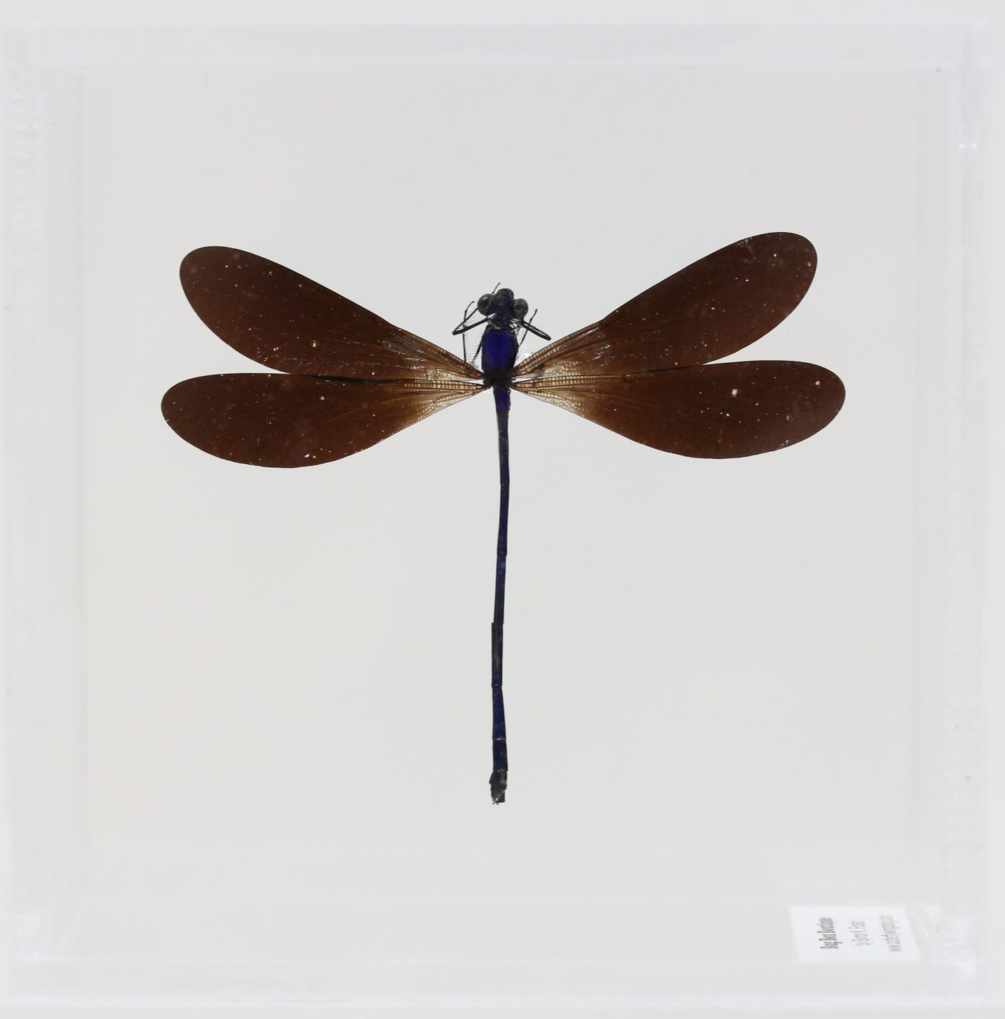 9050572 - Real Bug Acrylic Display Box - 5"X5" - Purple-Black Damselfly (Vestalis luctosa)