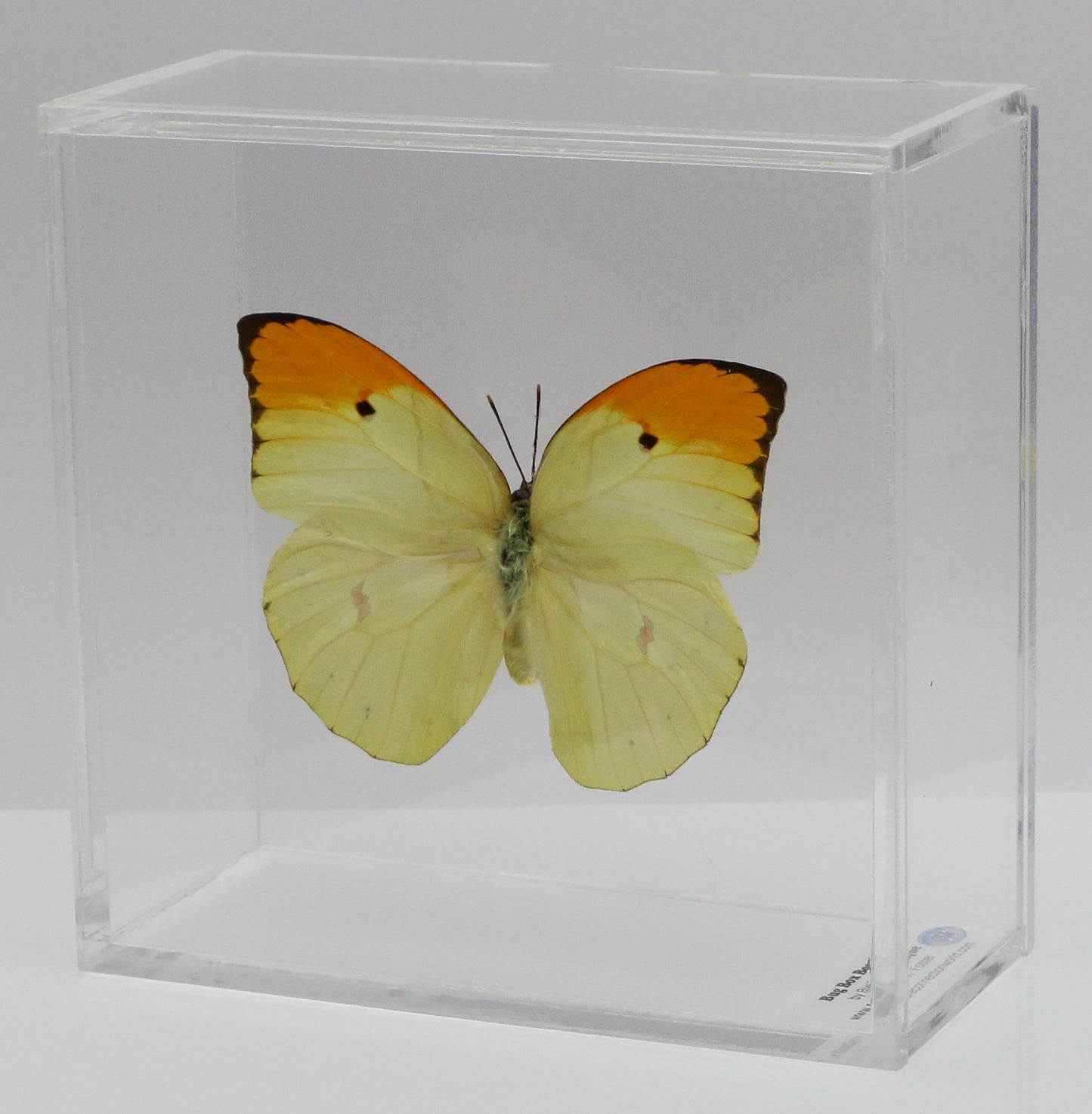 9050504 - Real Butterfly Acrylic Display Box - 5"X5" - Orange-Tipped Angled Sulphur (Anteos menippe)