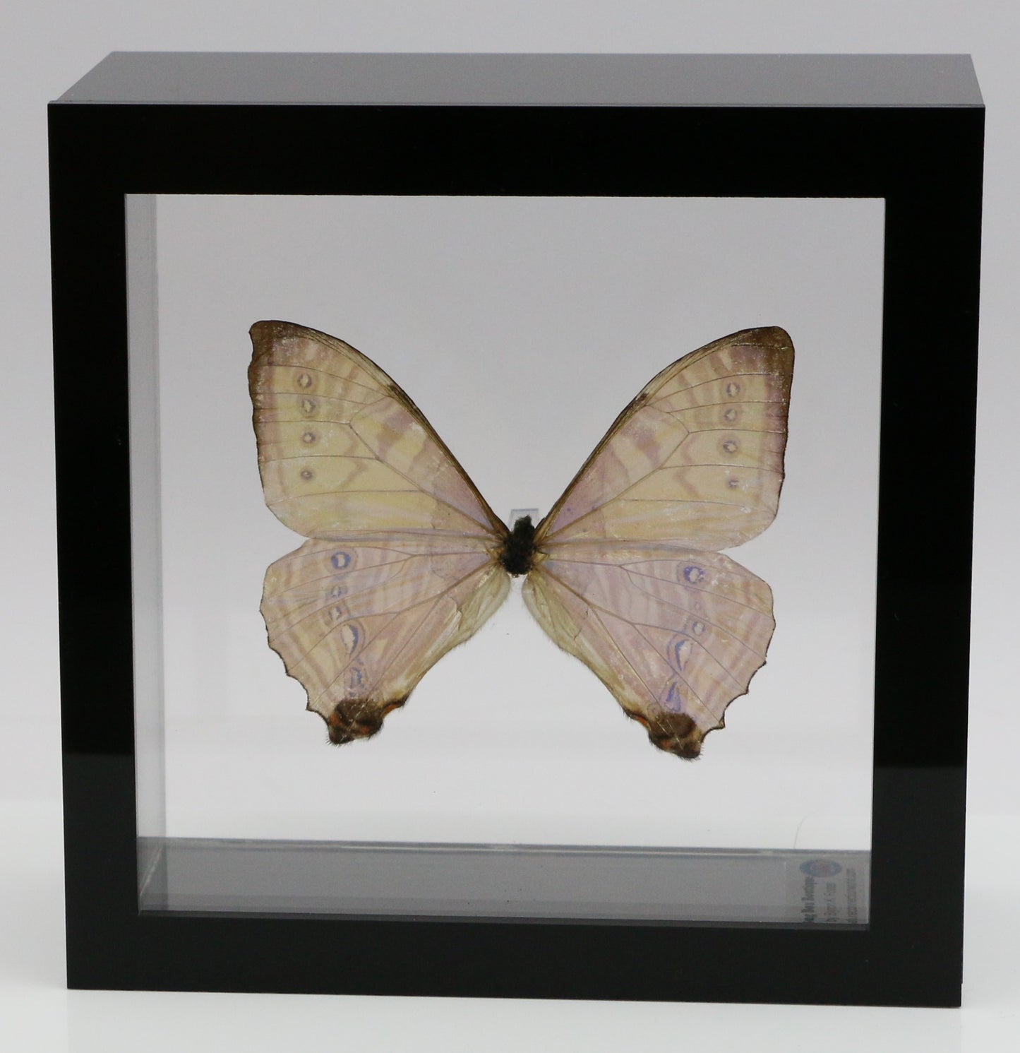 9050550 - Real Butterfly Acrylic Display Box - 5"X5" - Sulkowsky's Morpho (Morpho sulkowskyi)