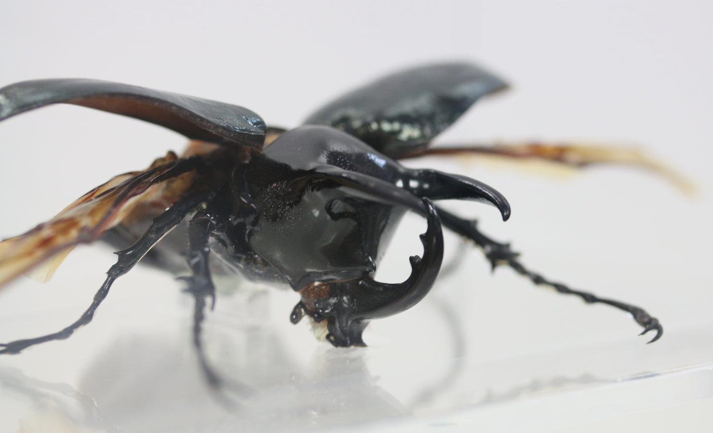 9050801 - Real Bug Acrylic Display Box - 5"X8" - Caucasus Atlas Beetle (Chalcosoma caucasus) - Spread Male