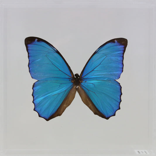 9060602 - Real Butterfly Acrylic Display Box - 6" X 6" - Blue Morpho (Morpho menelaus)