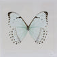 9060603 - Real Butterfly Acrylic Display Box - 6" X 6" - Mint Morpho (Morpho catenarius)