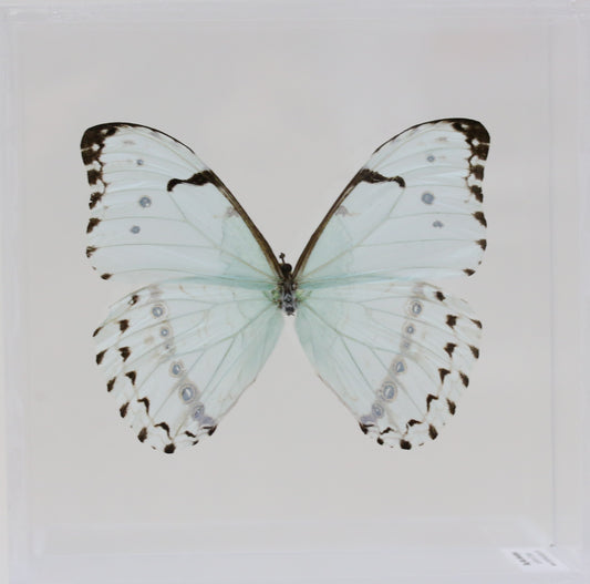 9060603 - Real Butterfly Acrylic Display Box - 6" X 6" - Mint Morpho (Morpho catenarius)