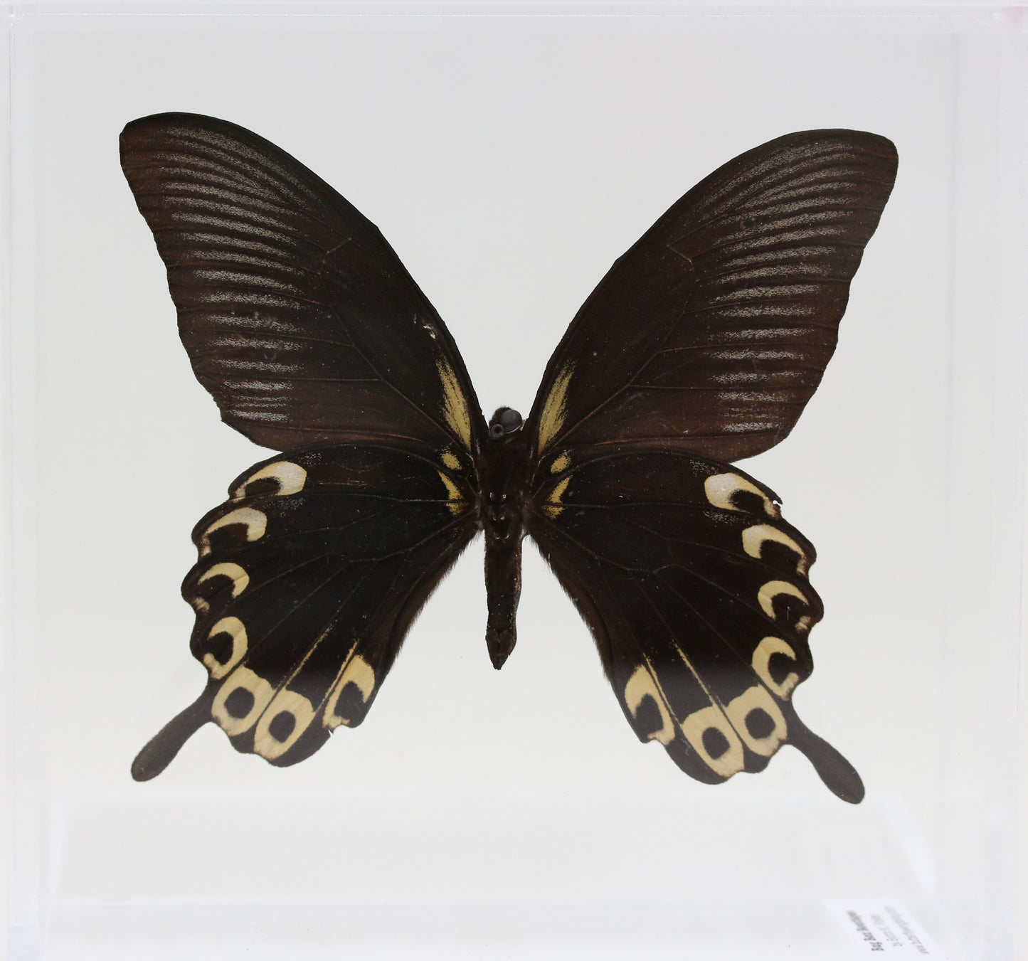 9070735 - Real Butterfly Acrylic Display Box - 7" X 7" - Indonesian Giant Swallowtail (Papilio deiphobus deiphobus)