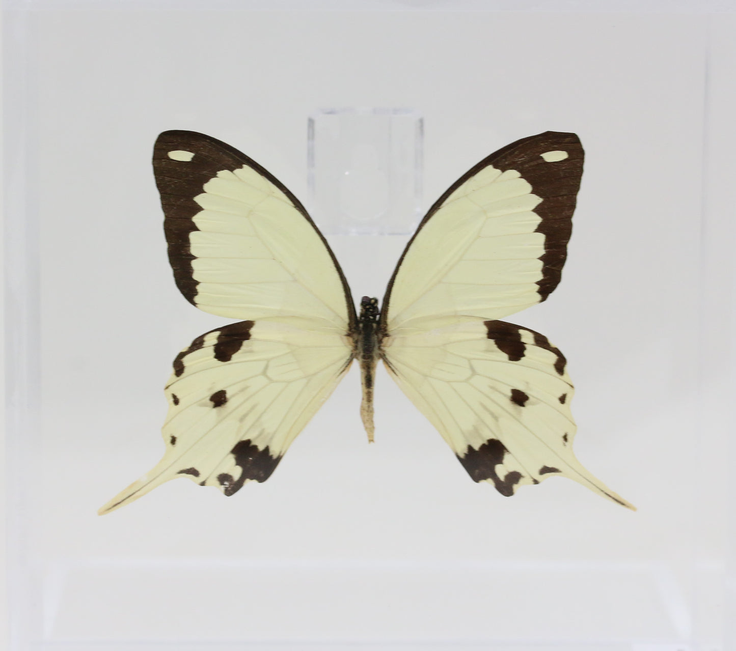 9060610 - Real Butterfly Acrylic Display Box - 6" X 6" - African Swallowtail (Papilio dardanus)