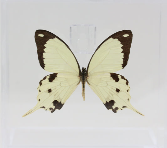 9060610 - Real Butterfly Acrylic Display Box - 6" X 6" - African Swallowtail (Papilio dardanus)