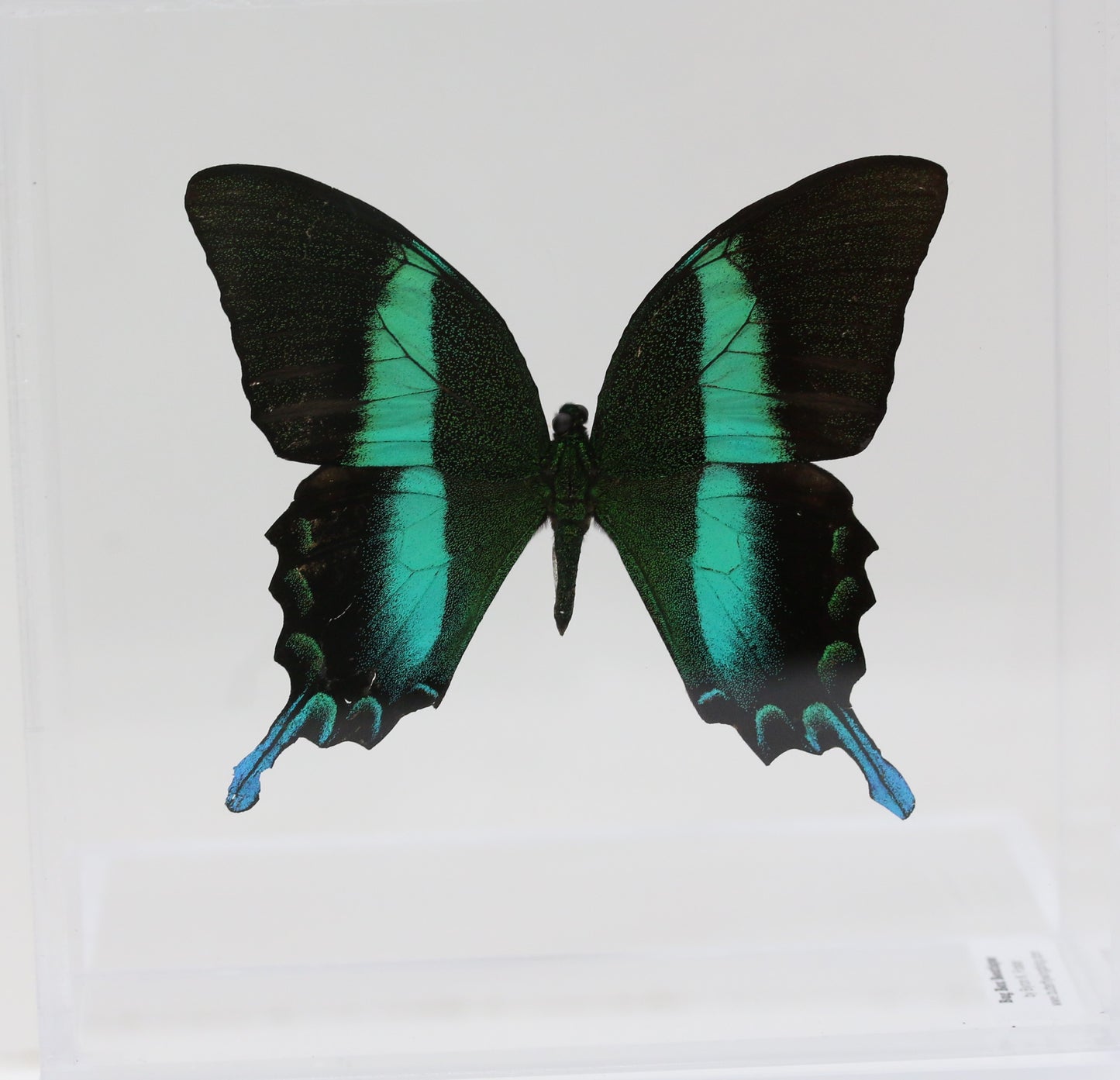9060611 - Real Butterfly Acrylic Display Box - 6" X 6" - Peacock Swallowtail (Papilio blumei)