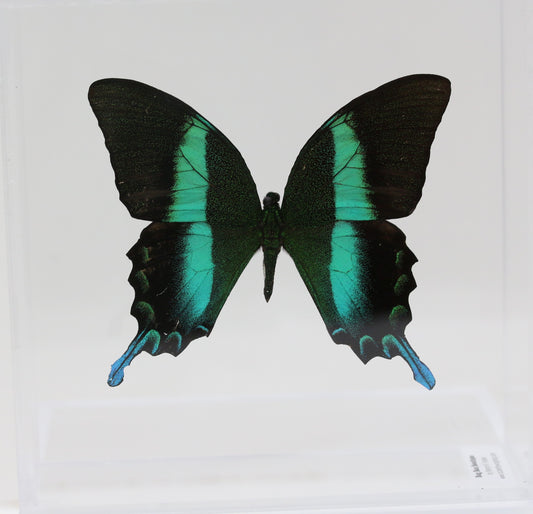 9060611 - Real Butterfly Acrylic Display Box - 6" X 6" - Peacock Swallowtail (Papilio blumei)
