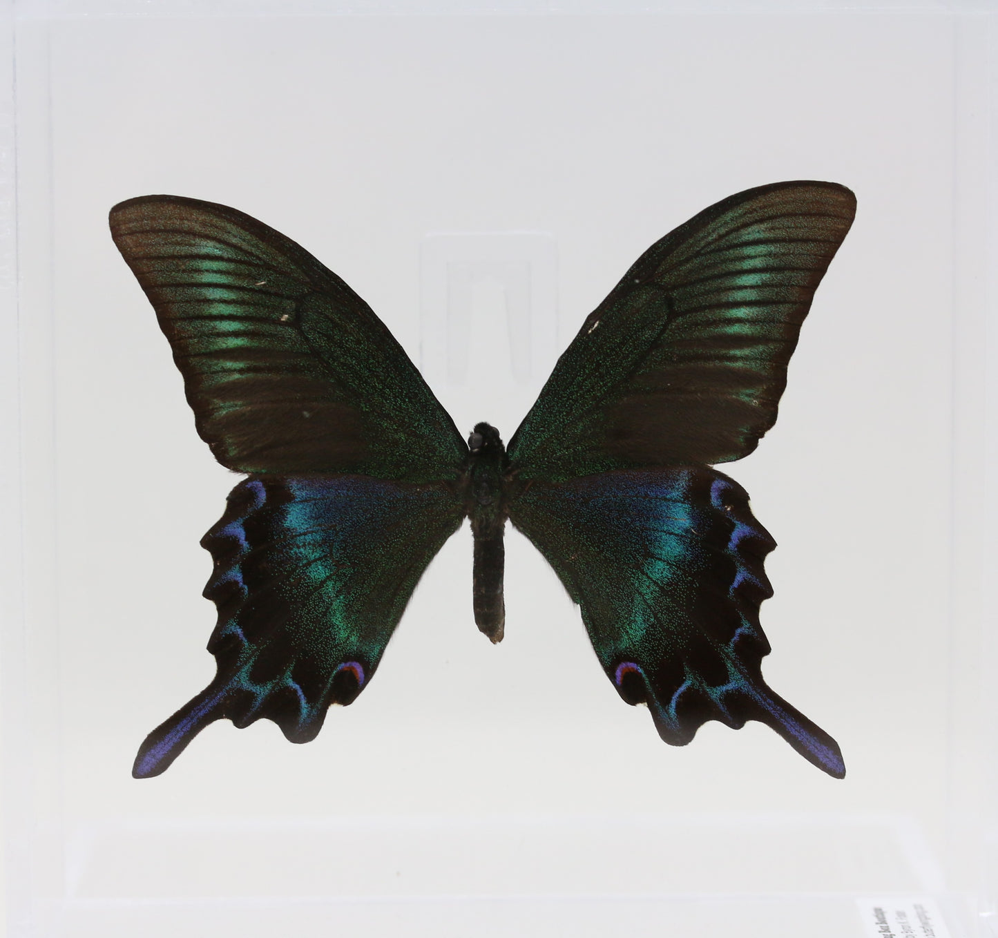 9060613 - Real Butterfly Acrylic Display Box - 6" X 6" - Alpine Black Swallowtail (Papilio maackii) - Summer