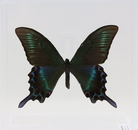 9060613 - Real Butterfly Acrylic Display Box - 6" X 6" - Alpine Black Swallowtail (Papilio maackii) - Summer