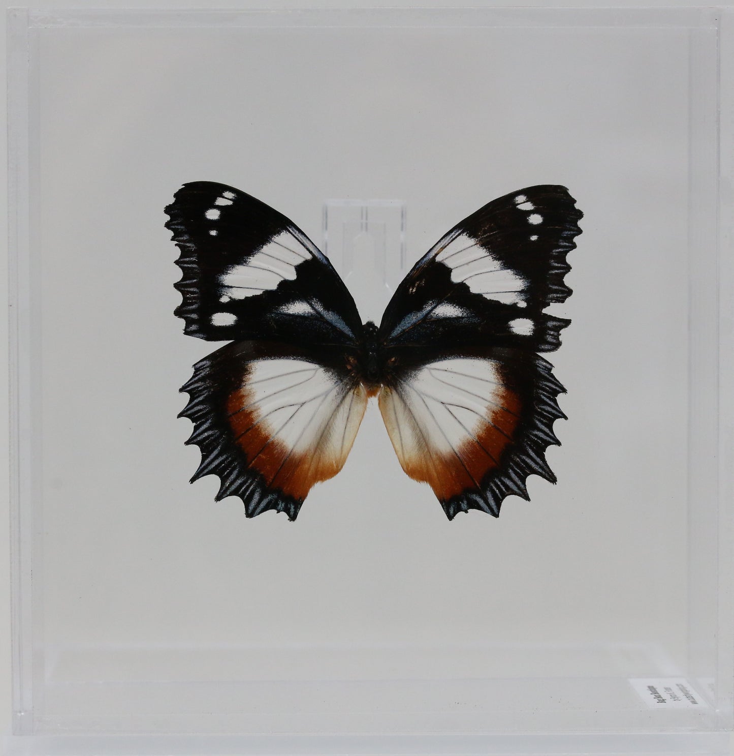 9060615 - Real Butterfly Acrylic Display Box - 6"X6" - Madagascar Diadem Butterfly (Hypolimnas dexithea)