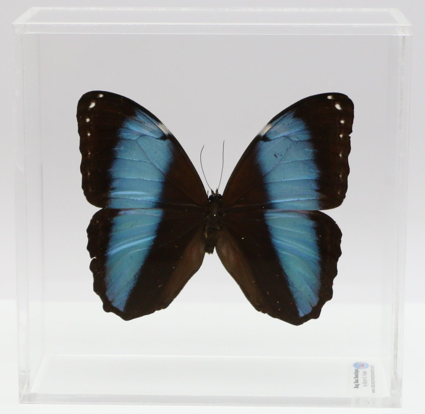 9060618 - Real Butterfly Acrylic Display Box - 6" X 6" - Banded Blue Morpho Butterfly (Morpho patroclus)