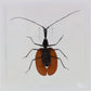 9060708 - Real Bug Acrylic Display Box - 6" X 6" - Violin Beetle (Mormolyce phyllodes)