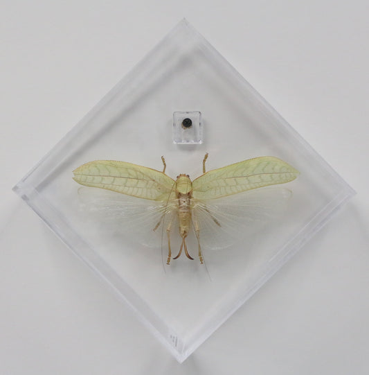 9080852 - Real Bug Acrylic Display Box - 8" X 8" - Diamond - Asian Giant Katydid