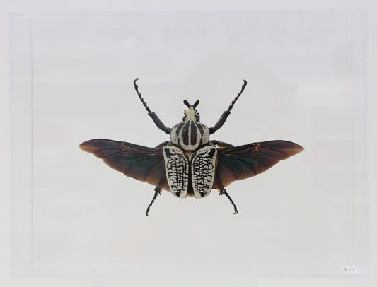 9091250 - Real Bug Acrylic Display Box - 9" X 12" - Goliath Beetle - Spread
