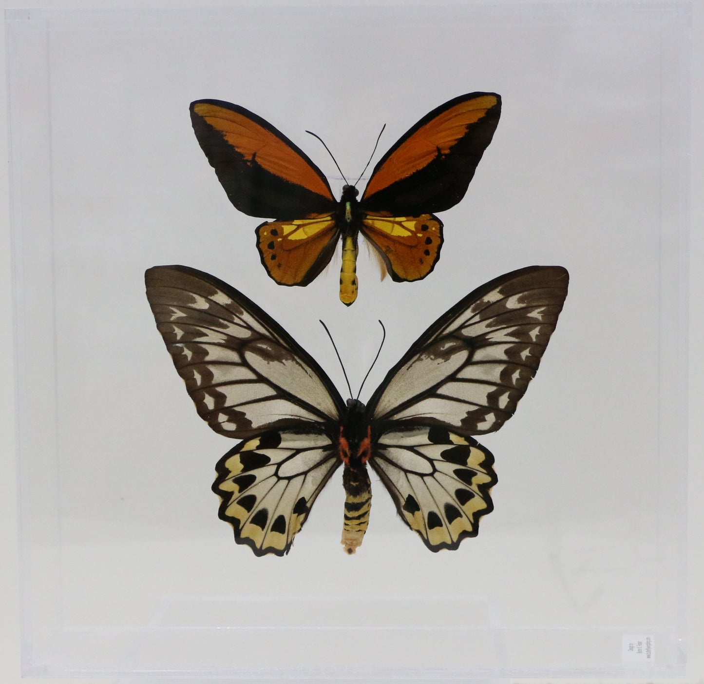 9101001 - Real Butterfly Acrylic Display Box - 9" X 12" - Gold Bird Wing - Pair