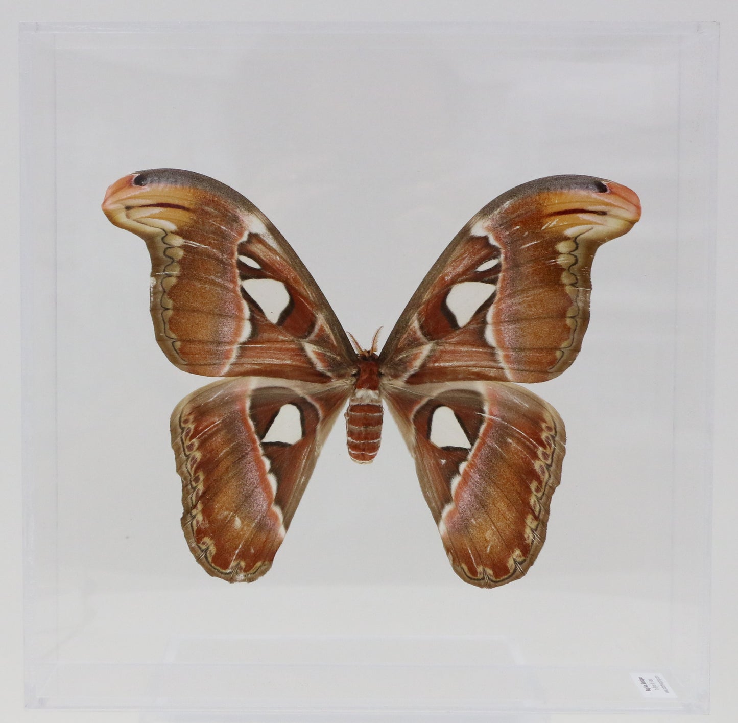 9101003 - Real Butterfly Acrylic Display Box - 10" X 10" - Atlas Moth - Female