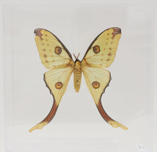 9101004 - Real Butterfly Acrylic Display Box - 10" X10" - Comet Moth - Female