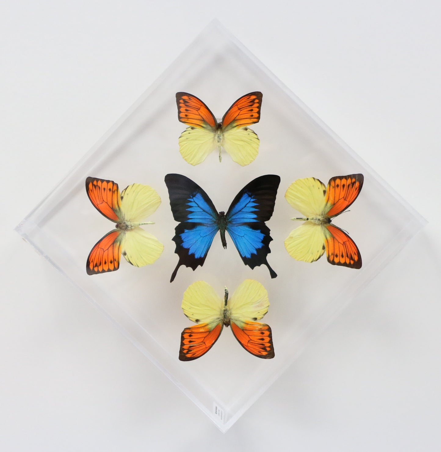 9101022 - Real Butterfly Acrylic Display Box - 10" X 10" - Vibrant Sulphurs / Blue Mountain Swallowtail