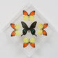 9101023 - Real Butterfly Acrylic Display Box - 10" X 10" - Vibrant Sulphurs / Alpine Black Swallowtail
