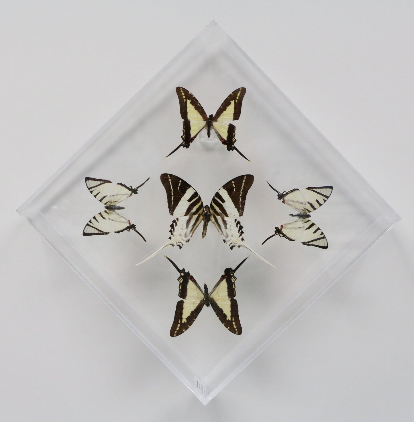9101025 - Real Butterfly Acrylic Display Box - 10" X 10" - Swordtails