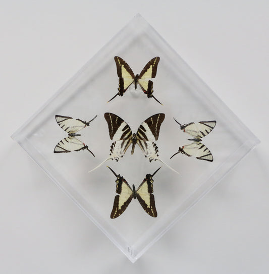 9101025 - Real Butterfly Acrylic Display Box - 10" X 10" - Swordtails