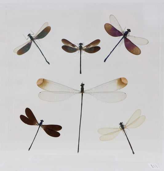 9101050 - Real Bug Acrylic Display Box - 10" X 10" - 6 Damselflies