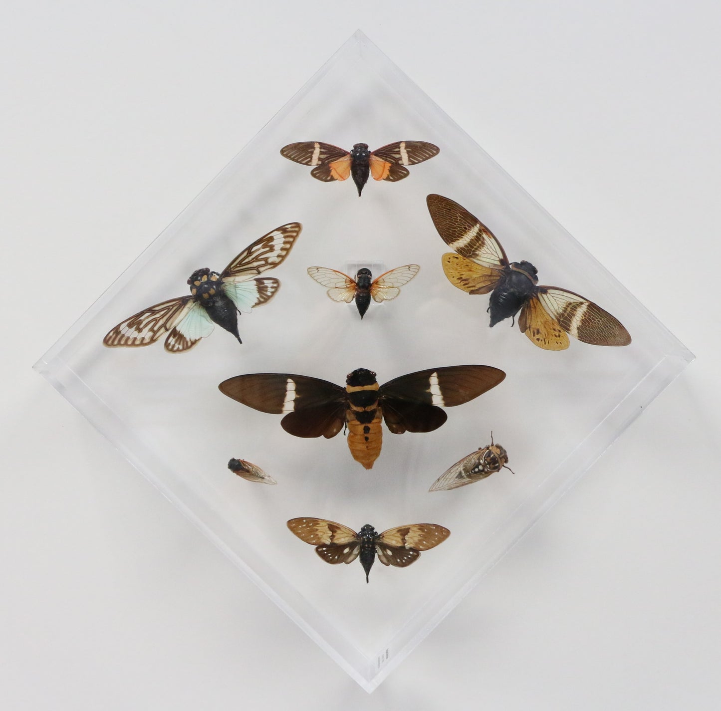 9101051 - Real Bug Acrylic Display Box - 10" X 10" - Cicadas