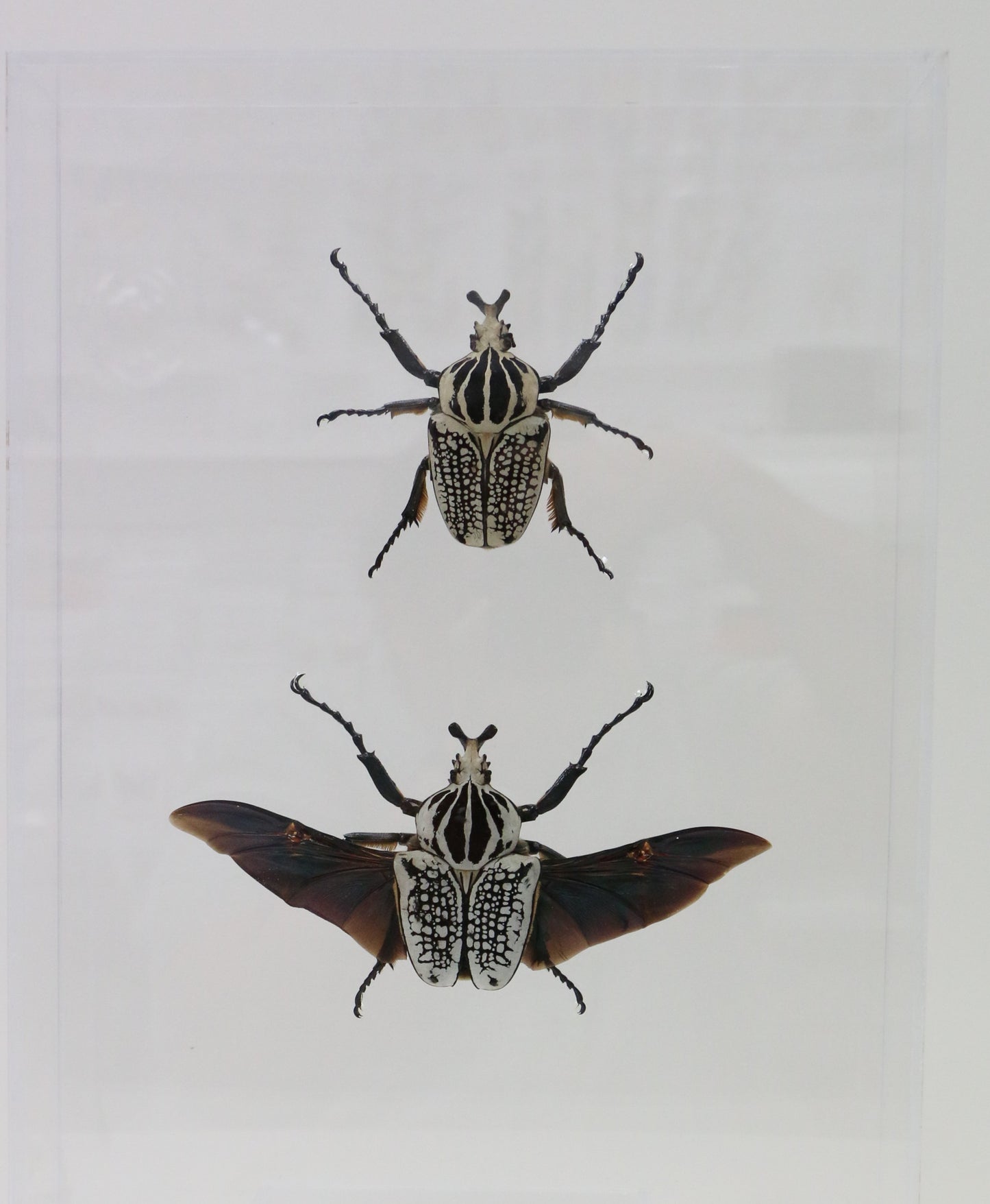 9121650 - Real Bug Acrylic Display Box - 12" X 16" - Goliath Beetles