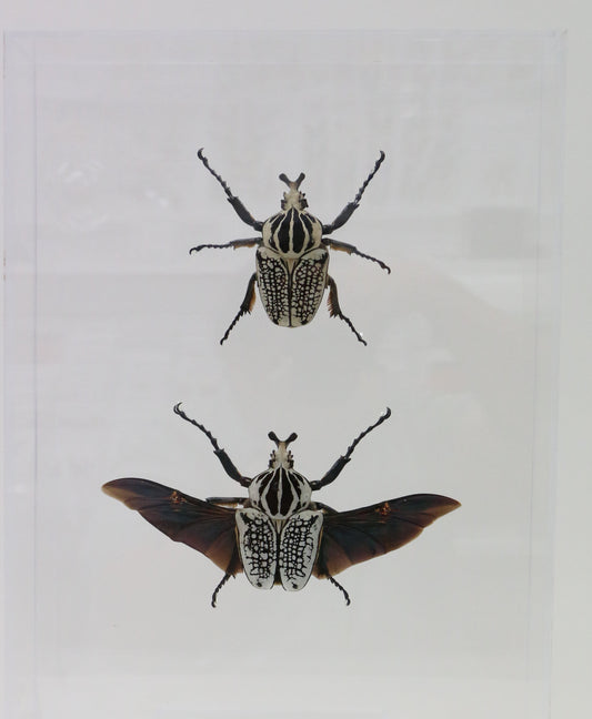 9121650 - Real Bug Acrylic Display Box - 12" X 16" - Goliath Beetles