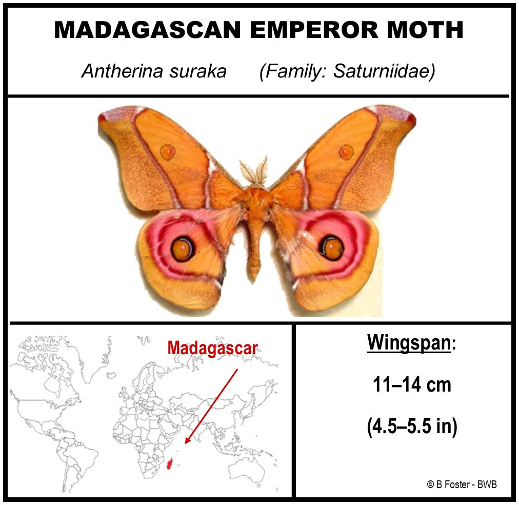 9060619 - Real Butterfly Acrylic Display Box - 6" X 6" - Madagascan Emperor Moth (Antherina suraka)