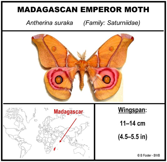 9060619 - Real Butterfly Acrylic Display Box - 6" X 6" - Madagascan Emperor Moth (Antherina suraka)