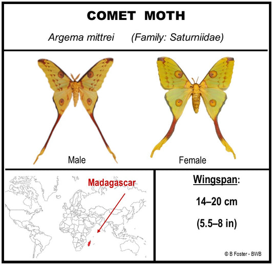 9091202 - Real Butterfly Acrylic Display Box - 9" X 12" - Comet Moth - Male