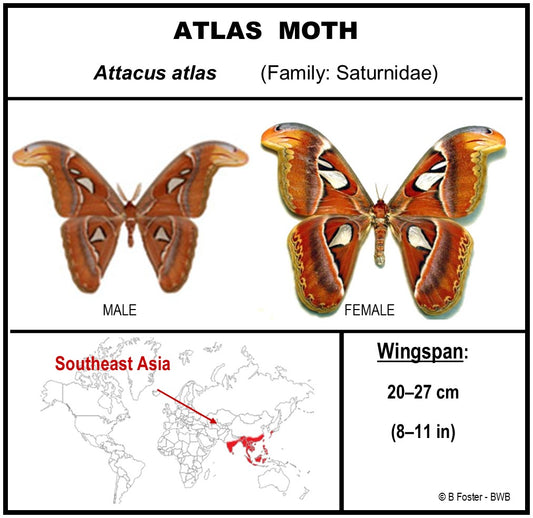 9101002 - Real Butterfly Acrylic Display Box - 10" X 10" - Atlas Moth - Male