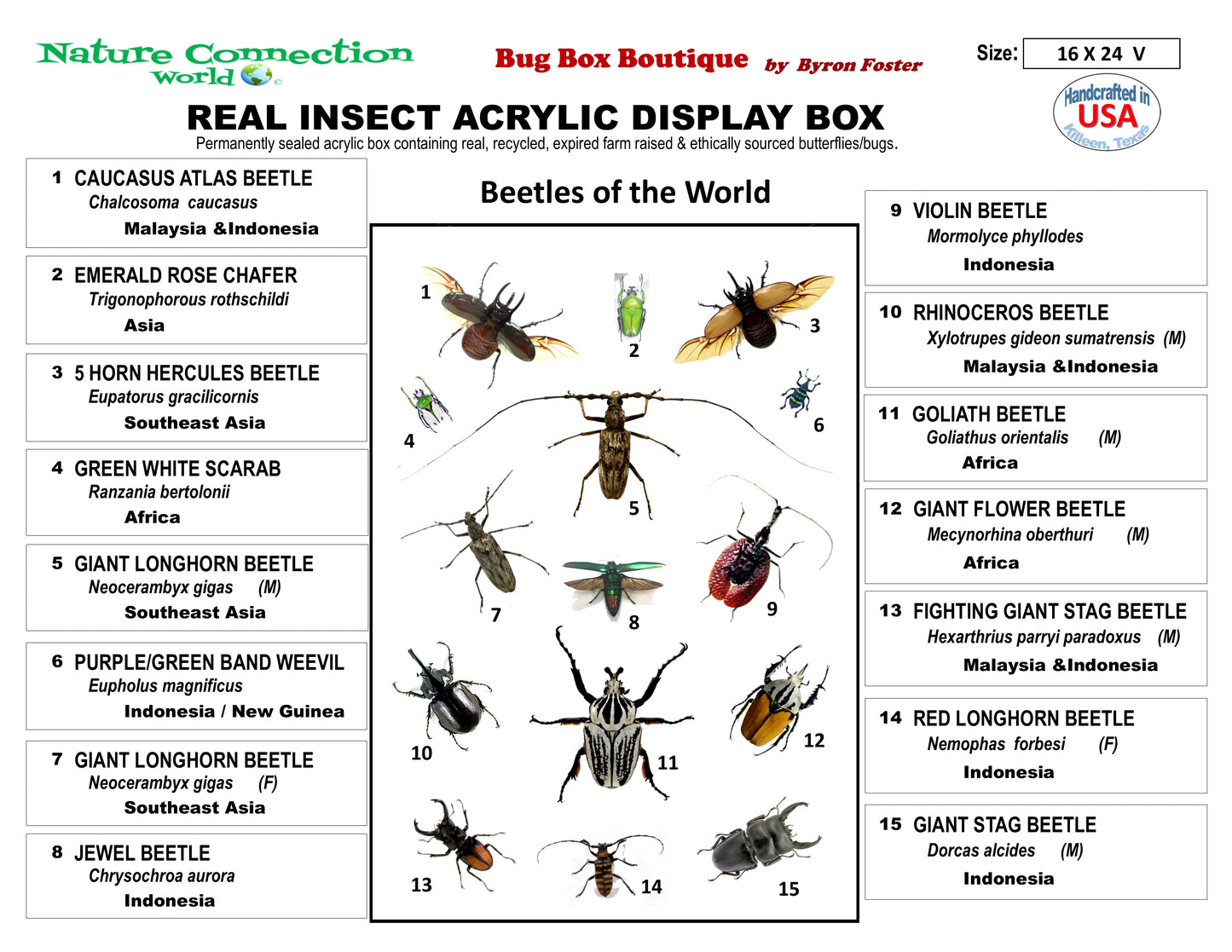 9162450 - Real Bug Acrylic Display Box - 16" X 24" - Beetles of the World