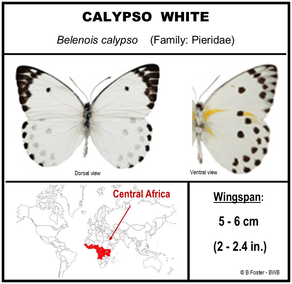 750209 - Butterfly Bubble - Med. - Round - Calypso White