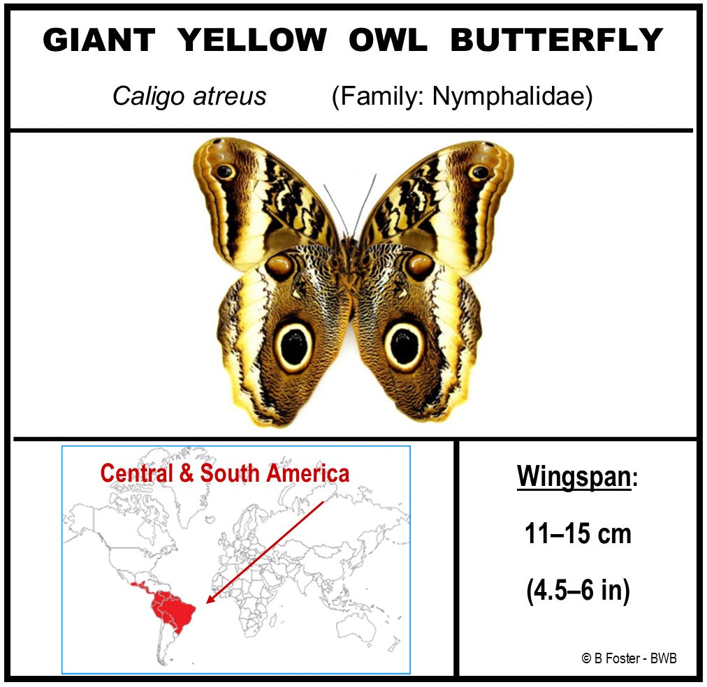 9080805 - Real Butterfly Acrylic Display Box - 8" X 8" - Giant Yellow Owl Butterfly