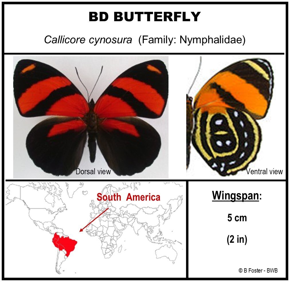 9040407 - Real Butterfly Acrylic Display Box - BD Butterfly - (Callicore cynosura) - Dorsal