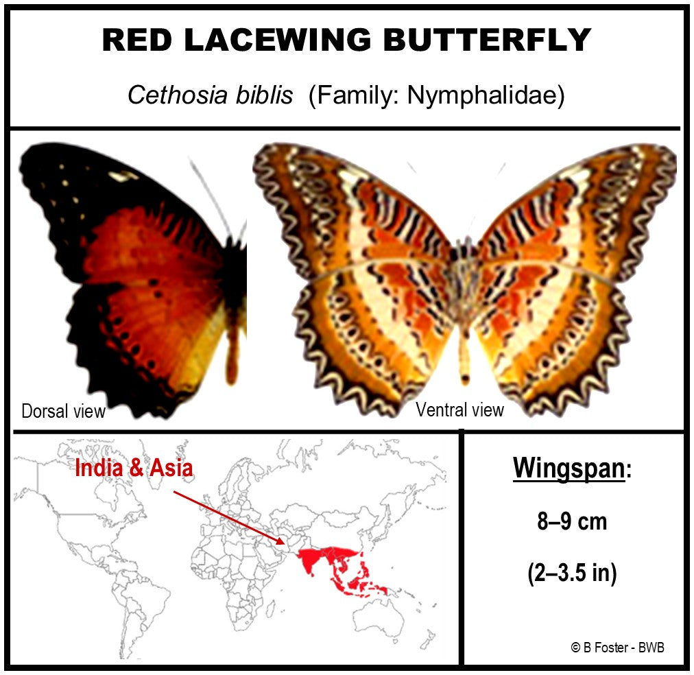 9040421 - Real Butterfly Acrylic Display Box - 4"X4" - Red Lacewing Butterfly (Cethosia biblis) - Ventral