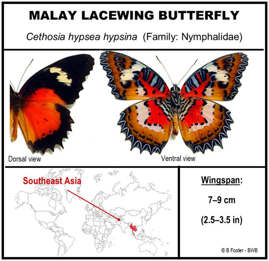 9040423 - Real Butterfly Acrylic Display Box - 4"X4" - Malay Lacewing Butterfly (Cethosia hypsea hypsina) -Ventral