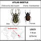 9060706 - Real Bug Acrylic Display Box - 6" X 6" - Atlas Beetle (Chalcosoma atlas keyboh)