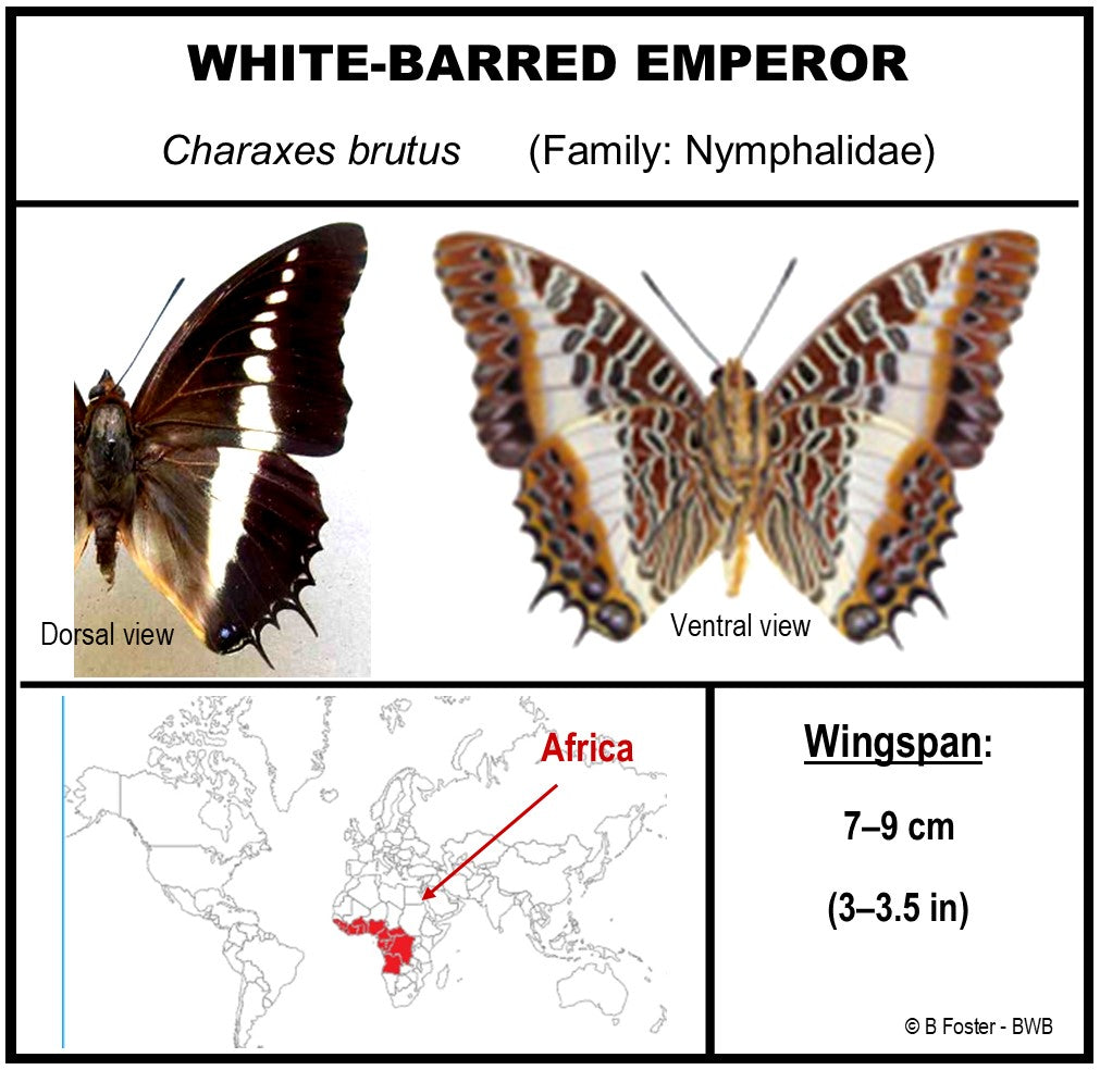 9050516 - Real Butterfly Acrylic Display Box - 5"X5" - White-Barred Emperor Butterfly (Charaxes brutus) - Ventral