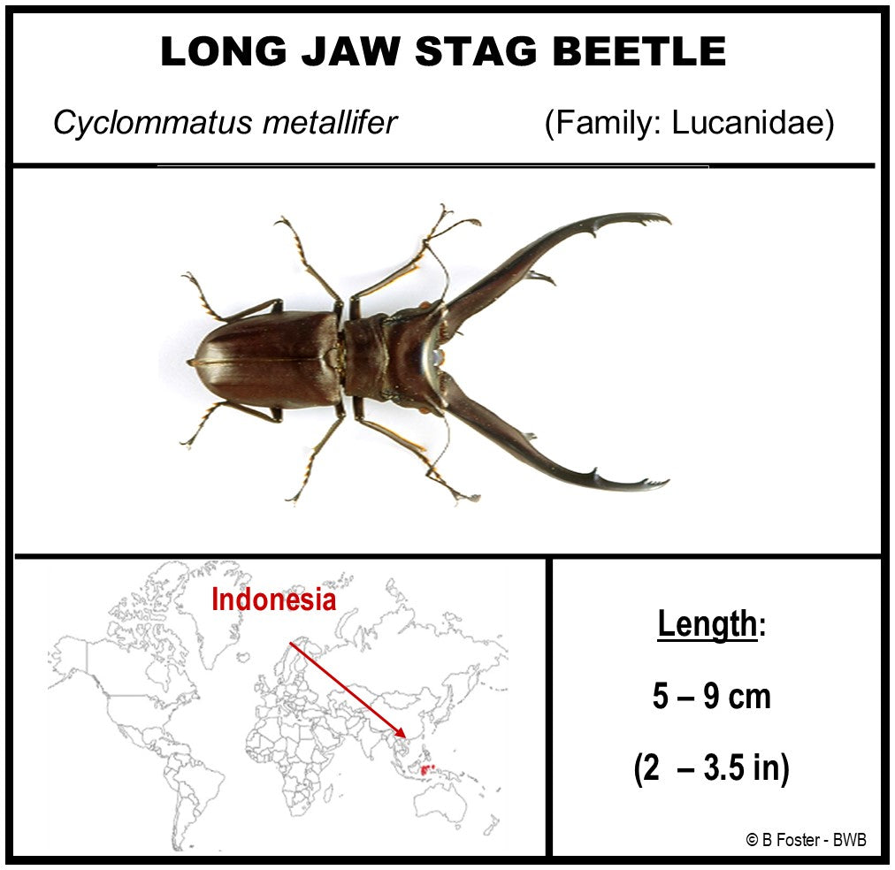 760260 - Dome Displays - Medium (100mm) - White - Long Jaw Stag Beetle (Cyclommatus metallifer)