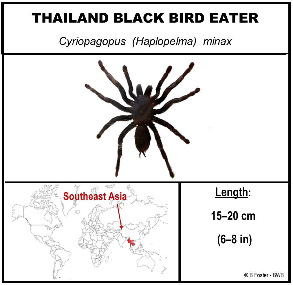 9080856 - Real Bug Acrylic Display Box - 8" X 8" - Thailand Black Birdeater Tarantula